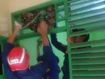 Ular Sanca Melingkar di Atas Pintu Bikin Kaget Warga Pemalang