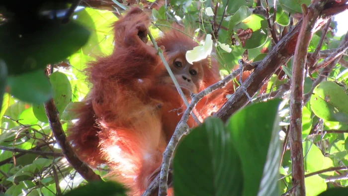 Anak orang utan menatap dari ketinggian pepohonan.