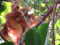 Anak Orang Utan Belajar dari Ortu dan Teman, Ternyata Begini Pentingnya