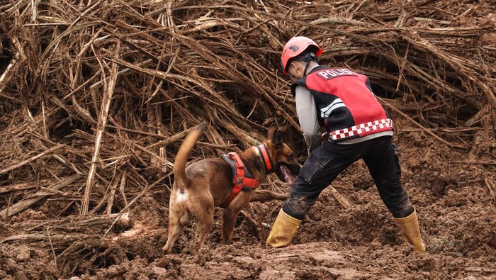 Unit anjing pelacak (k-9) diterjunkan membantu proses pencarian korban longsor di Desa Cibeunying, Majenang, Cilacap, Jawa Tengah, Minggu (16/11/2025). Tim SAR mengerahkan sembilan unit anjing pelacak (K-9) pada hari keempat pencarian korban longsor, dan berhasil menemukan dua korban meninggal dunia serta dua bagian tubuh yang belum teridentifikasi, sehinggga total korban meninggal yang telah ditemukan menjadi 13 orang dan 10 korban masih dalam proses pencarian. ANTARA FOTO/Idhad Zakaria