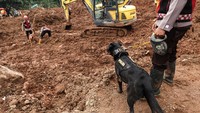 Berkat bantuan K-9, tim SAR berhasil menemukan dua korban meninggal dunia serta dua bagian tubuh yang belum teridentifikasi, sehingga total korban yang ditemukan kini mencapai 13 orang. Sementara itu, 10 korban lainnya masih dalam proses pencarian. ANTARA FOTO/Idhad Zakaria