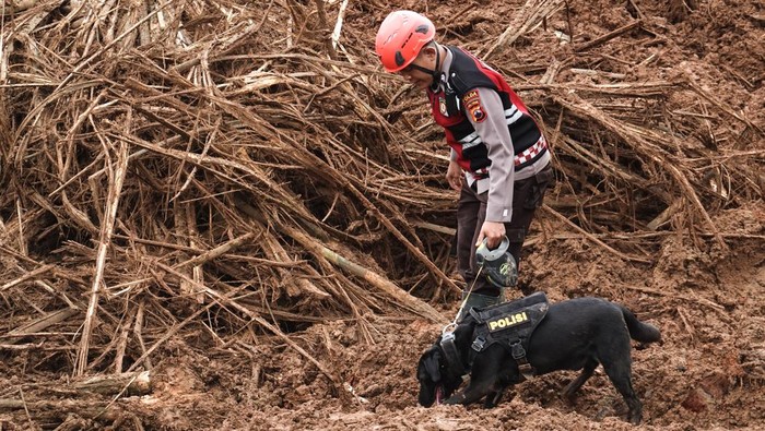 Unit anjing pelacak (k-9) diterjunkan membantu proses pencarian korban longsor di Desa Cibeunying, Majenang, Cilacap, Jawa Tengah, Minggu (16/11/2025). Tim SAR mengerahkan sembilan unit anjing pelacak (K-9) pada hari keempat pencarian korban longsor, dan berhasil menemukan dua korban meninggal dunia serta dua bagian tubuh yang belum teridentifikasi, sehinggga total korban meninggal yang telah ditemukan menjadi 13 orang dan 10 korban masih dalam proses pencarian. ANTARA FOTO/Idhad Zakaria