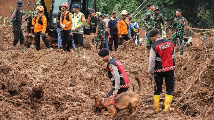 Unit anjing pelacak (k-9) diterjunkan membantu proses pencarian korban longsor di Desa Cibeunying, Majenang, Cilacap, Jawa Tengah, Minggu (16/11/2025). Tim SAR mengerahkan sembilan unit anjing pelacak (K-9) pada hari keempat pencarian korban longsor, dan berhasil menemukan dua korban meninggal dunia serta dua bagian tubuh yang belum teridentifikasi, sehinggga total korban meninggal yang telah ditemukan menjadi 13 orang dan 10 korban masih dalam proses pencarian. ANTARA FOTO/Idhad Zakaria