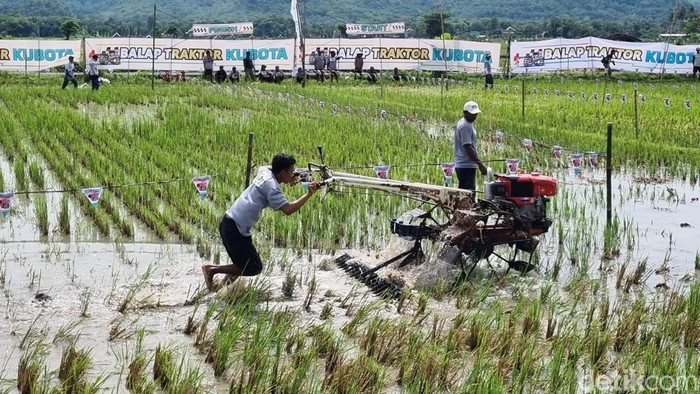 Suasana balap traktor di persawahan Kebonagung, Imogiri Bantul, Minggu (16/11/2025).