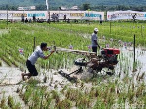 Ngeeng! Ada Balap Traktor Seru di Bantul, Adu Cepat di Tengah Sawah