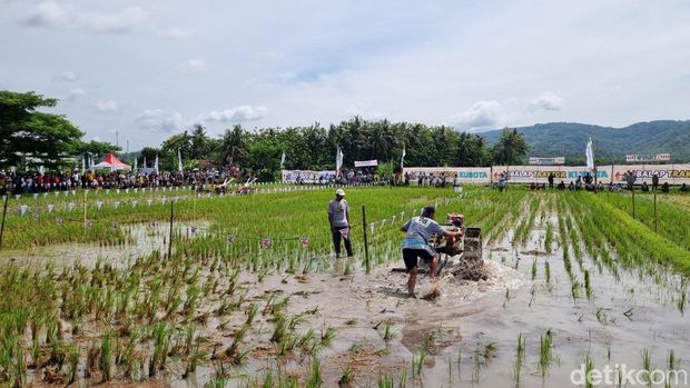 Balapan traktor Suasana balap traktor di persawahan Kebonagung, Imogiri Bantul, Minggu (16/11/2025).