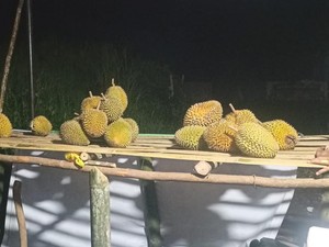 Cicipi Durian dari Empat Lawang, Dagingnya Manis-Harganya Mulai Rp 10.000