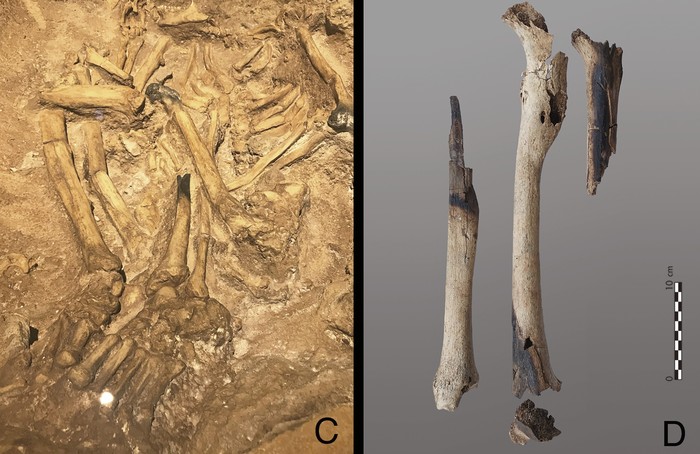 Foto studi dari Gua Song Terus di Jawa, Indonesia. Foto kiri menunjukkan penguburan, sementara foto kanan menunjukkan tulang femur (paha), tibia (tulang kering), dan humerus (tulang lengan atas) yang sebagian punya bekas terbakar.