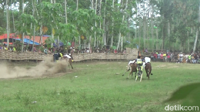 Karapan sapi di Lumajang