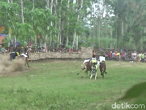 Serunya Joki Cilik Adu Cepat di Karapan Sapi Lumajang