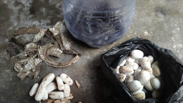 Kobra Jawa dan telur yang dievakuasi tim Exalos Indonesia regional Klaten, Minggu (16/11/2025).