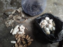 Rumah Warga Klaten Jadi Sarang Kobra Jawa, 2 Induk-Puluhan Telur Dievakusi