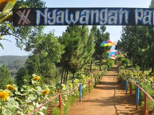 Nyawangan Park Tulungagung, Wisata Hutan Pinus yang Menyejukkan