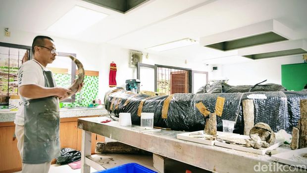 Proses preparasi fosil gajah purba Stegodon trigonocephalus di Museum Geologi Bandung Proses preparasi fosil gajah purba Stegodon trigonocephalus di Museum Geologi Bandung
