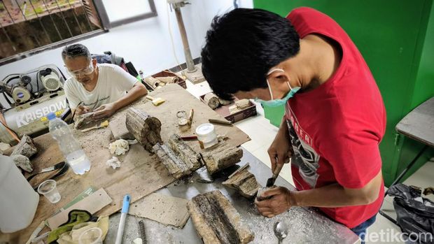 Proses preparasi fosil gajah purba Stegodon trigonocephalus di Museum Geologi Bandung Proses preparasi fosil gajah purba Stegodon trigonocephalus di Museum Geologi Bandung