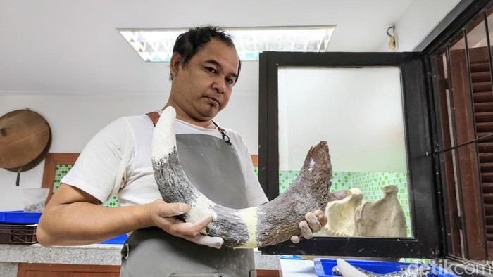 Proses preparasi fosil gajah purba Stegodon trigonocephalus di Museum Geologi Bandung