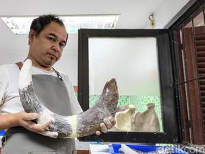 Fosil Gajah Purba Ngajuk Berusia 800 Tahun Mulai Direparasi di Bandung