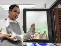Fosil Gajah 800 Ribu Tahun Direparasi di Bandung, Libatkan Belasan Ahli