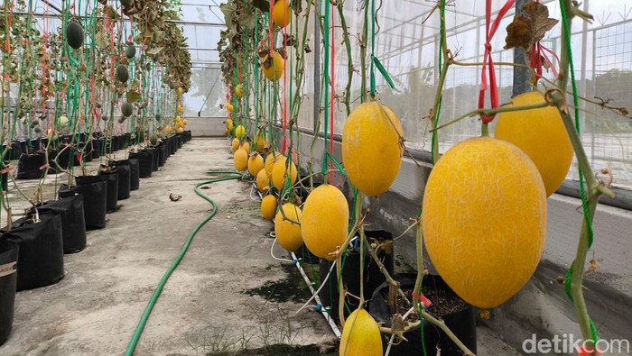Suasana greenhouse melon premium dan pusat jajan serba ada Desa Kasturi