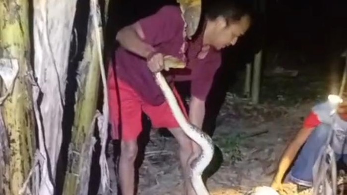 Piton di Desa Tulas, Kecamatan Karangdowo, Klaten diamankan.