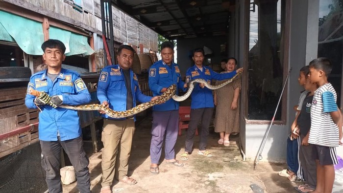 Ular piton sepanjang 4 meter dievakuasi personel Damkar Kabupaten Barru, Sulawesi Selatan (Sulsel).