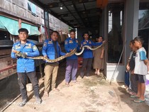 Ular Piton 4 Meter di Barru Dievakuasi Damkar Usai Mangsa Ayam