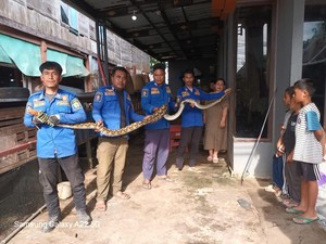 Ular Piton 4 Meter di Barru Dievakuasi Damkar Usai Mangsa Ayam