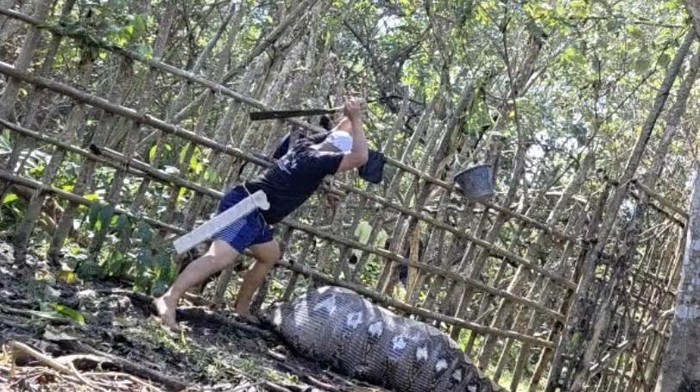 Warga hendak menebas ular piton yang memangsa sapi di Konawe.