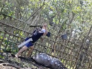 Geger Ular Piton 7 Meter Telan Sapi di Konawe, Langsung Ditebas Warga
