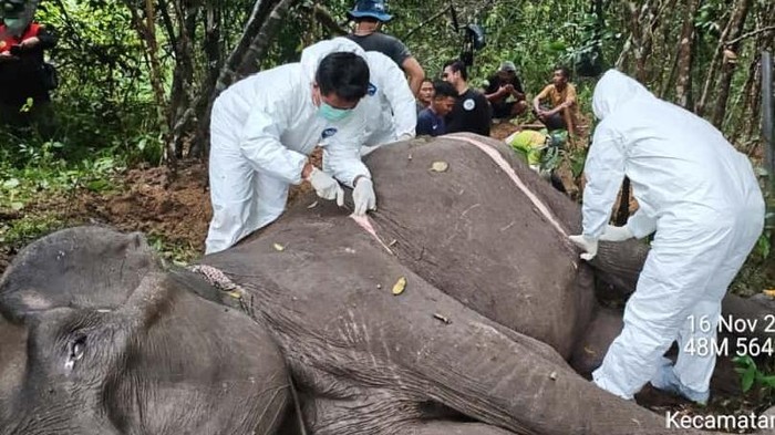 Bangkai gajah Sumatera dilakukan proses nekropsi
