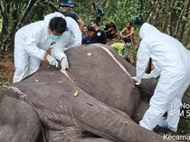 Gajah Sumatera Betina Bernama Dona Mati di Taman Nasional Way Kambas