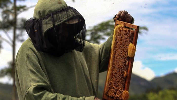 Seorang pekerja memeriksa madu hasil budi daya lebah madu di Kampung Pugima, Distrik Walelagama, Kabupaten Jayawijaya, Provinsi Papua Pegunungan, Senin (17/11/2025). Petani memanen madu sebulan sekali dan mampu menghasilkan 100 kilogram madu dan hasil produksinya dijual seharga Rp200 ribu-Rp2 juta tergantung isi kemasan dan telah dipasarkan ke berbagai daerah seperti Jayapura dan Sorong. ANTARA FOTO/Gusti Tanati/nz