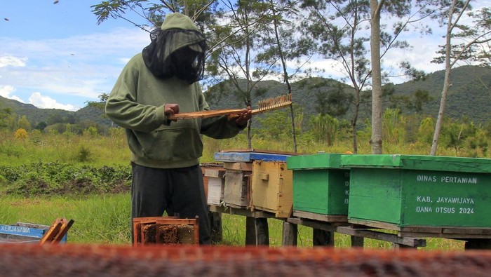 Seorang pekerja memeriksa madu hasil budi daya lebah madu di Kampung Pugima, Distrik Walelagama, Kabupaten Jayawijaya, Provinsi Papua Pegunungan, Senin (17/11/2025). Petani memanen madu sebulan sekali dan  mampu menghasilkan 100 kilogram madu dan hasil produksinya dijual seharga Rp200 ribu-Rp2 juta tergantung isi kemasan dan telah dipasarkan ke berbagai daerah seperti Jayapura dan Sorong. ANTARA FOTO/Gusti Tanati/nz