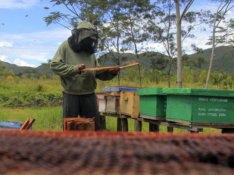 Budi Daya Lebah Hidupkan Ekonomi Warga Papua Pegunungan