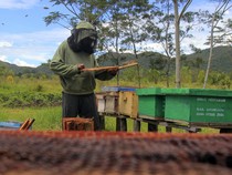 Budi Daya Lebah Hidupkan Ekonomi Warga Papua Pegunungan