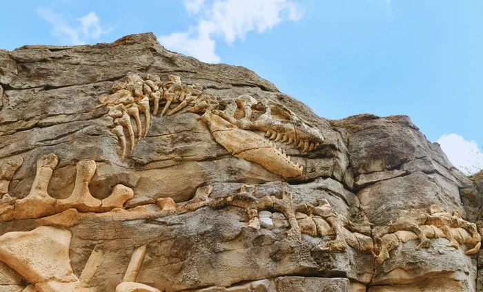 Dinosaurus berukuran 29 meter di China