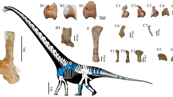 Dinosaurus berukuran 29 meter di China