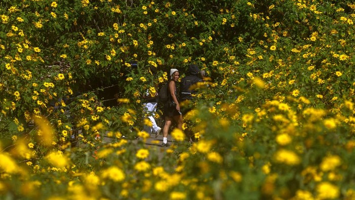 Tourists visit Thung Bua Tong (Mexican sunflower) fields at Doi Mae U Kho, one of the tourist destinations in Mae Hong Son province, northern Thailand, November 11, 2025. REUTERS/Athit Perawongmetha
