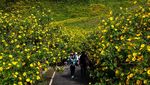 Terpukau Hamparan Bunga Matahari di Thailand Utara