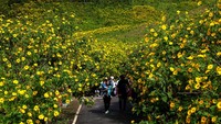 Wisatawan berjalan di antara hamparan Thung Bua Tong yang bermekaran di Doi Mae U Kho, Mae Hong Son, Thailand utara. Thung Bua Tong di Doi Mae U Kho, Mae Hong Son, Thailand utara, adalah hamparan bukit yang setiap akhir tahun berubah menjadi lautan bunga kuning terang. Foto: REUTERS/Athit Perawongmetha