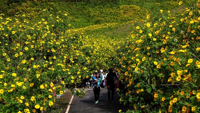 Tourists visit Thung Bua Tong (Mexican sunflower) fields at Doi Mae U Kho, one of the tourist destinations in Mae Hong Son province, northern Thailand, November 11, 2025. REUTERS/Athit Perawongmetha