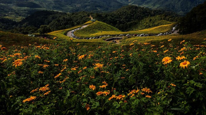 Tourists visit Thung Bua Tong (Mexican sunflower) fields at Doi Mae U Kho, one of the tourist destinations in Mae Hong Son province, northern Thailand, November 11, 2025. REUTERS/Athit Perawongmetha