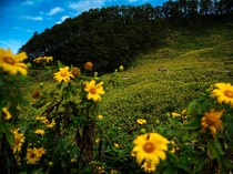 Terpukau Hamparan Bunga Matahari di Thailand Utara