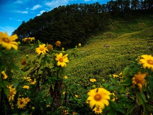 Tak Sekadar Cantik, Ini 10 Makna Mendalam Bunga Matahari