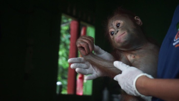 Hanes, bayi orang utan yang saat ini berada di PPS Longsam, Kampung Merasa Berau, Kaltim.
