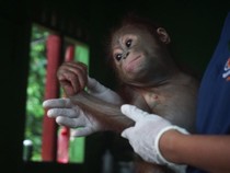 Hanes, Bayi Orang Utan Aktif di PPS Longsam yang Baru Diselamatkan BKSDA
