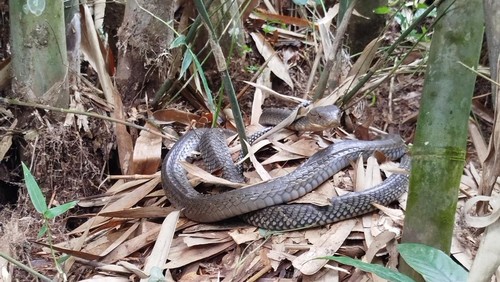 Induk king cobra yang berhasil ditangkap di Banjar Wani, Desa Gadungan, Kecamatan Selemadeg Timur pada Senin (17/11/2025). /Istimewa