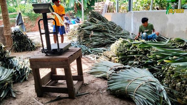 Limbah Nanas Diolah Jadi Sumber Cuan hingga Tembus Ekspor