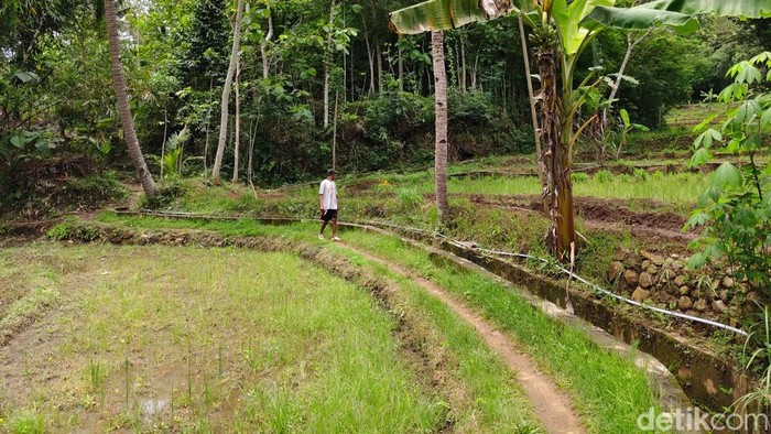 Rumah milik Sardiyono yang akses jalannya hanya berupa jalan setapak di pinggir sawah.