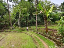 Viral Pria Ditandu Pakai Kursi Susuri Sawah di Gunungkidul, Ini Kata Keluarga